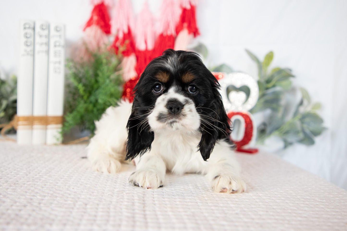 Cocker Spaniel Female (Annie)