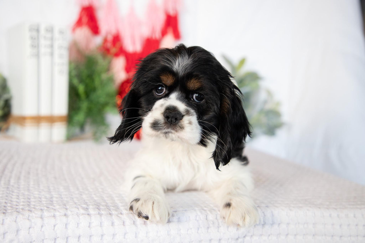 Cocker Spaniel Female (Annie)