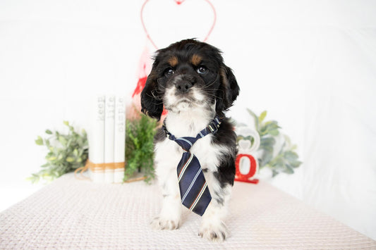 Cocker Spaniel Male (Max)