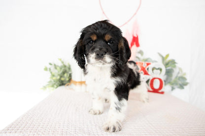 Cocker Spaniel Male (Max)