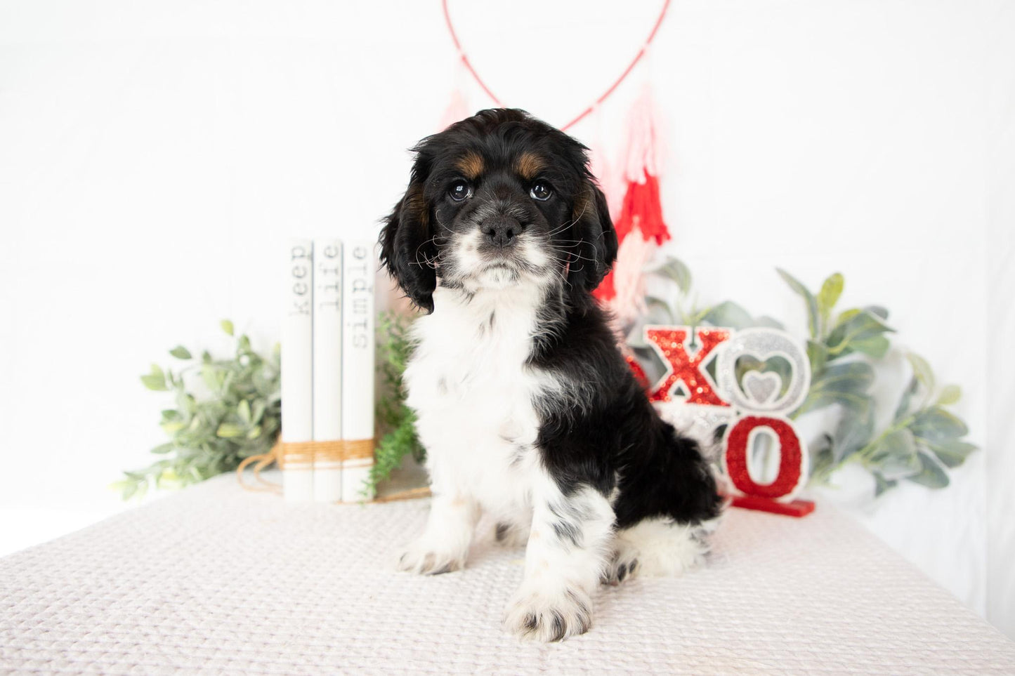 Cocker Spaniel Male (Max)