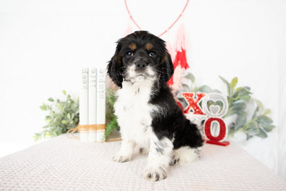 Cocker Spaniel Male (Max)