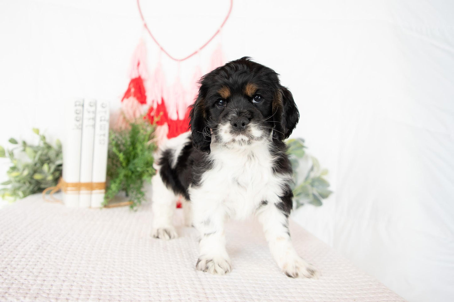 Cocker Spaniel Male (Max)