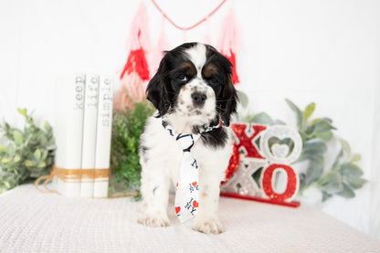 Cocker Spaniel Male (Mason)