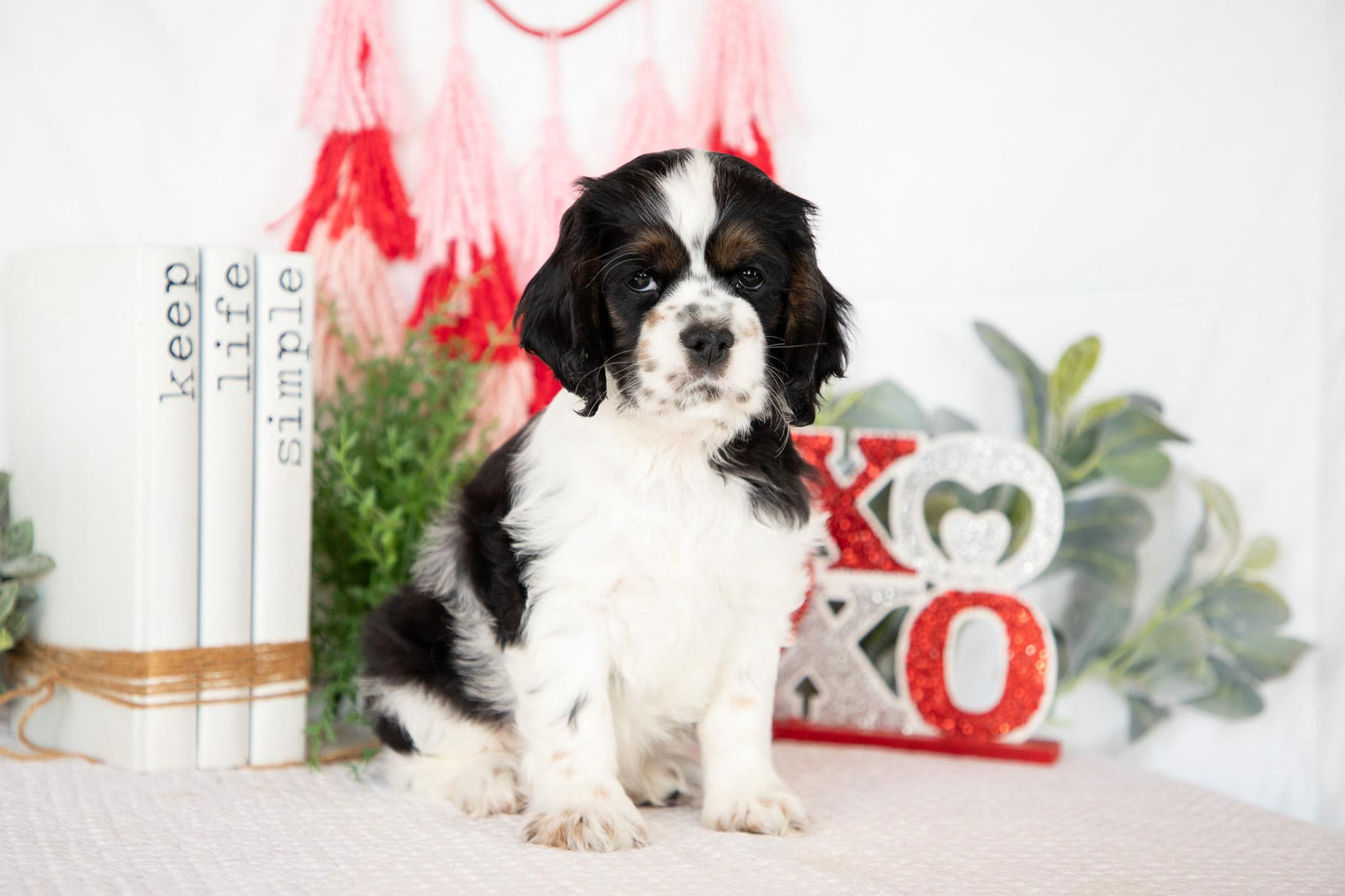 Cocker Spaniel Male (Mason)