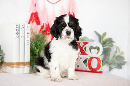 Cocker Spaniel Male (Mason)