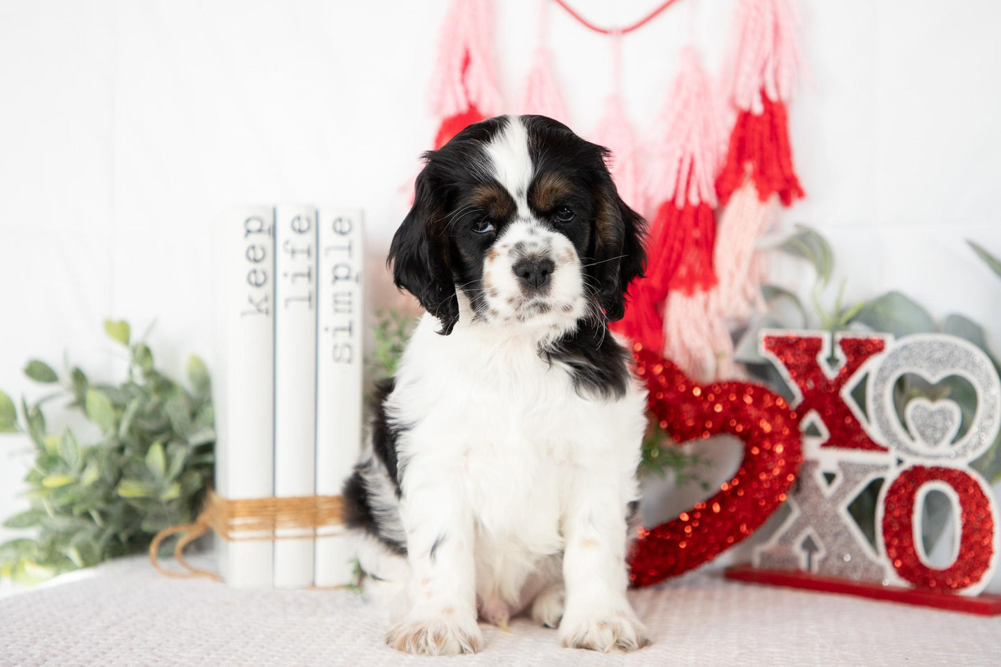 Cocker Spaniel Male (Mason)