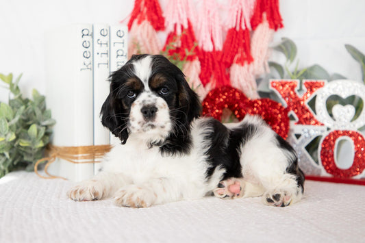 Cocker Spaniel Male (Mason)