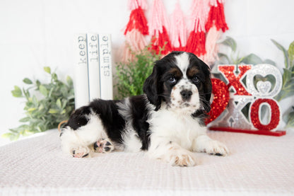 Cocker Spaniel Male (Mason)