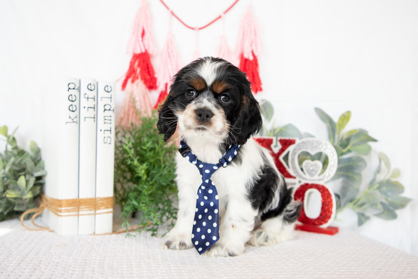 Cocker Spaniel Male (Murphy)