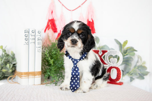 Cocker Spaniel Male (Murphy)