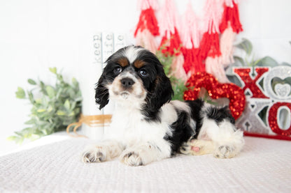 Cocker Spaniel Male (Murphy)
