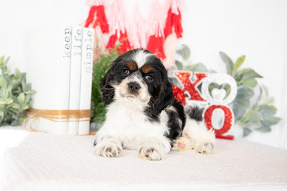 Cocker Spaniel Male (Murphy)