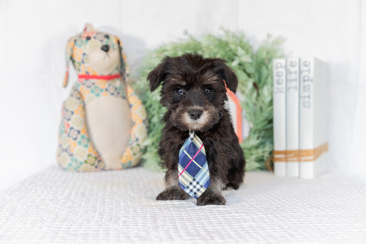 Miniature Schnauzer Male (Brian)