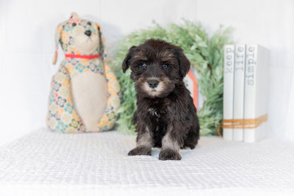 Miniature Schnauzer Male (Brian)