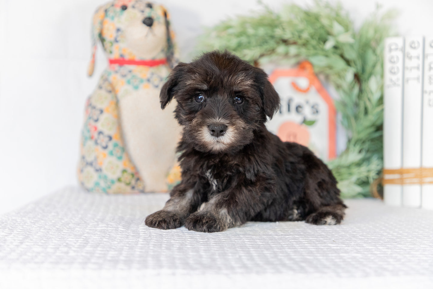 Miniature Schnauzer Male (Brian)