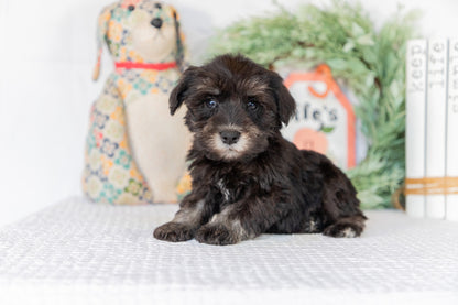 Miniature Schnauzer Male (Brian)