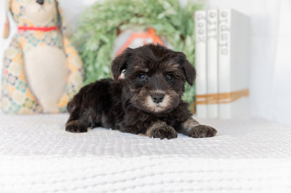 Miniature Schnauzer Male (Brian)