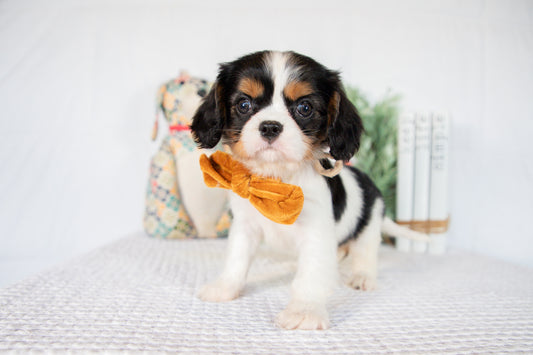 Cavalier King Charles Spaniel Female (Laura)