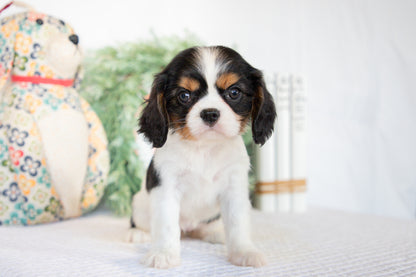 Cavalier King Charles Spaniel Female (Laura)