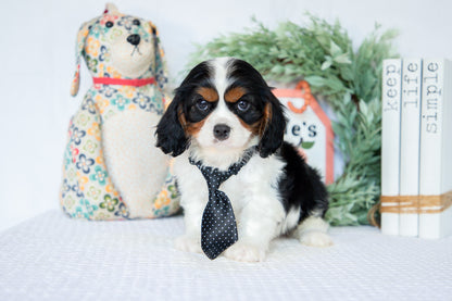 Cavalier King Charles Male (Ned)
