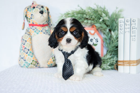 Cavalier King Charles Male (Ned)