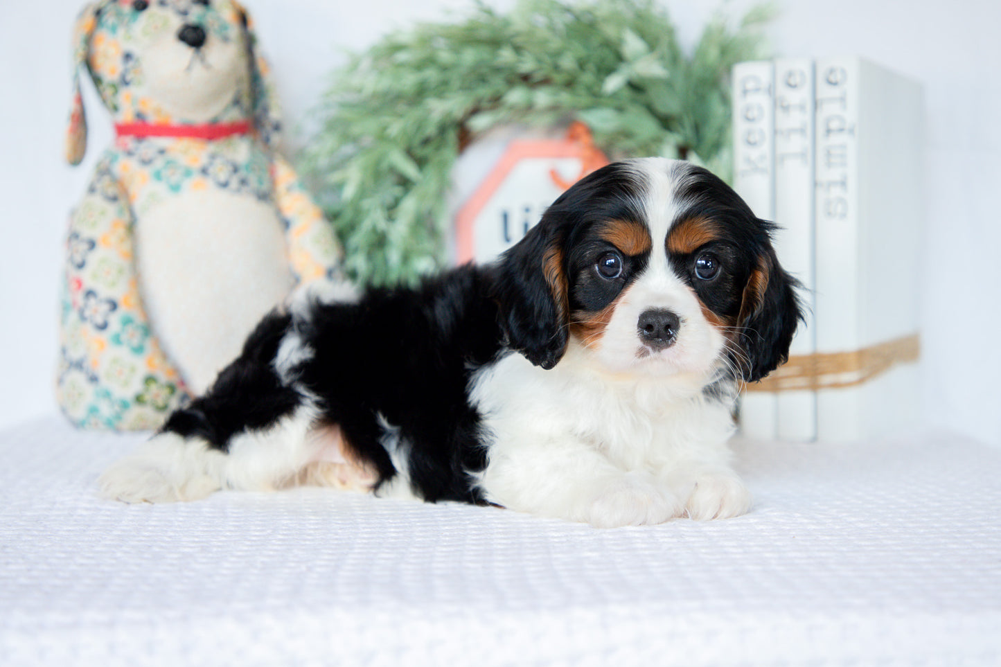 Cavalier King Charles Male (Ned)