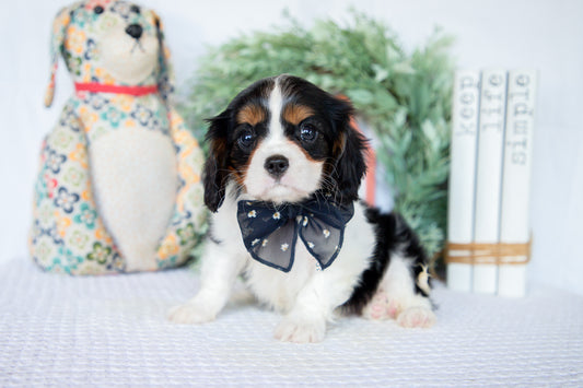 Cavalier King Charles Female (Nina)