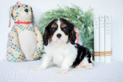 Cavalier King Charles Female (Nina)