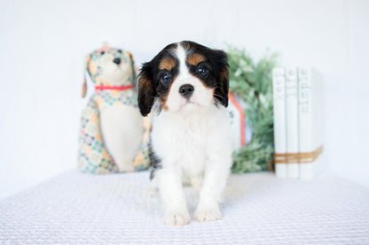 Cavalier King Charles Female (Nina)