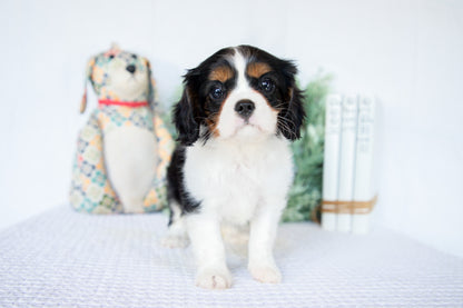 Cavalier King Charles Female (Nina)