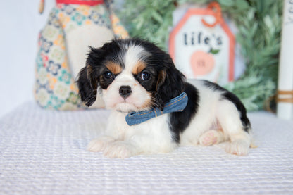 Cavalier King Charles Spaniel Female (Lenny)