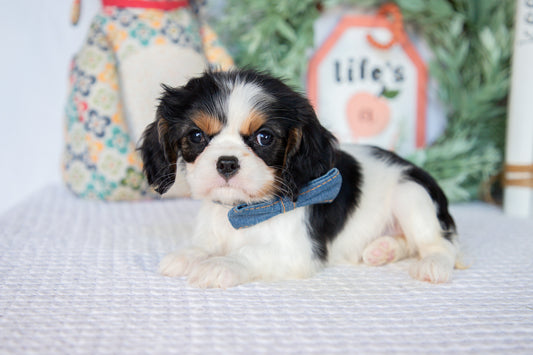 Cavalier King Charles Spaniel Female (Lenny)