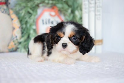 Cavalier King Charles Spaniel Female (Lenny)