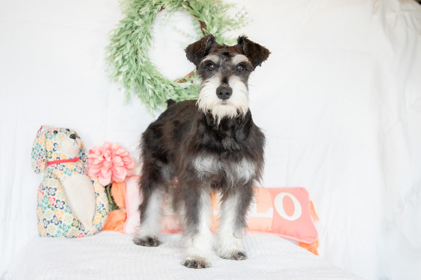Hank- Miniature Schnauzer Male