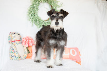 Hank- Miniature Schnauzer Male