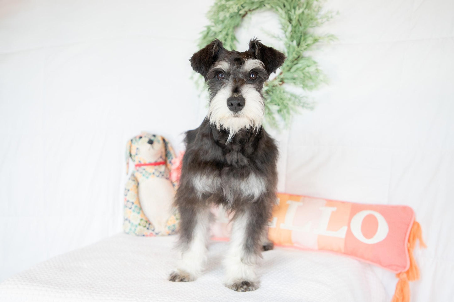 Hank- Miniature Schnauzer Male