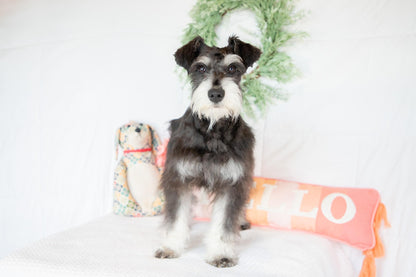 Hank- Miniature Schnauzer Male