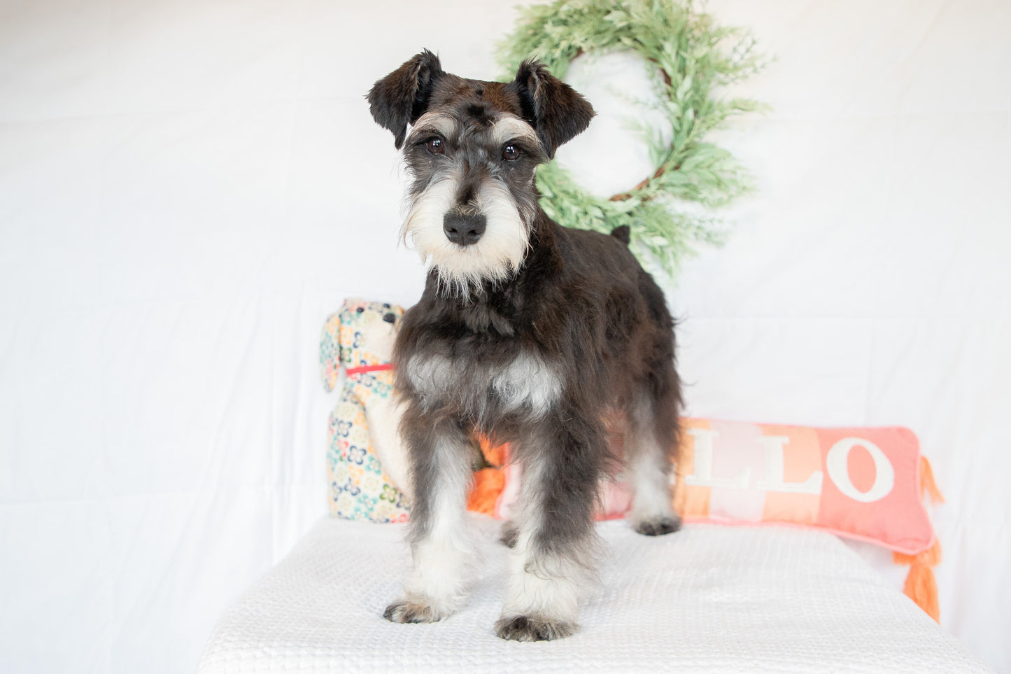 Hank- Miniature Schnauzer Male