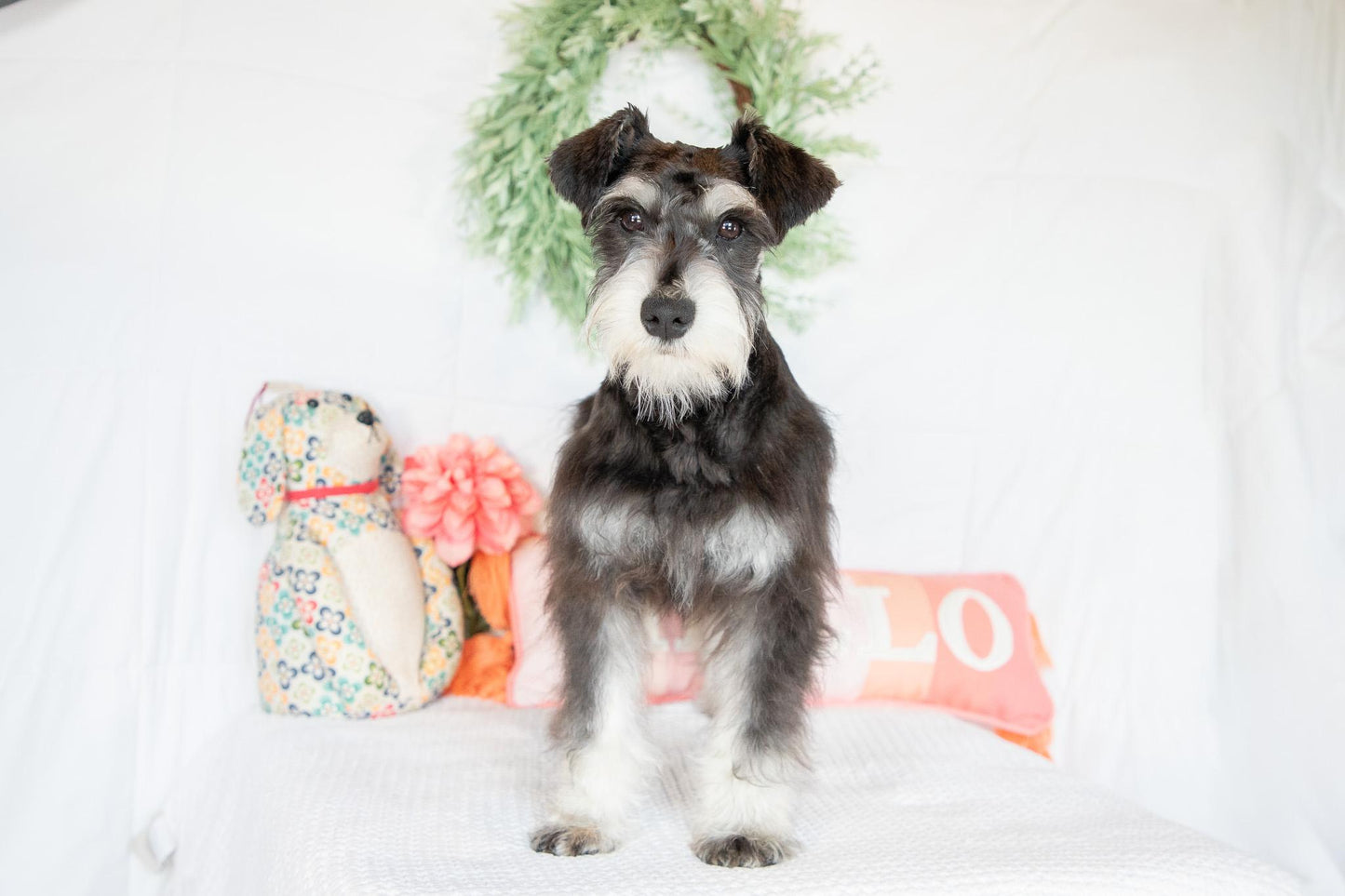 Hank- Miniature Schnauzer Male