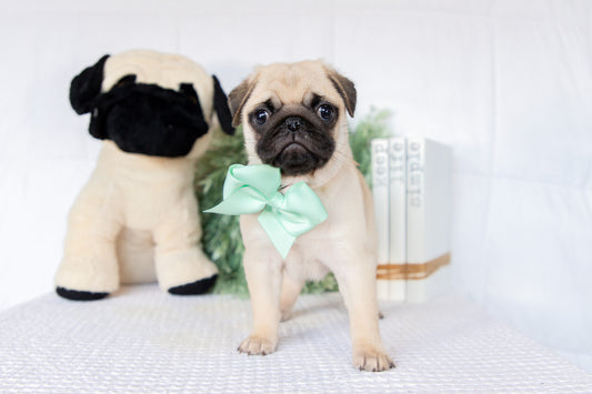Pug Female (Keisha)