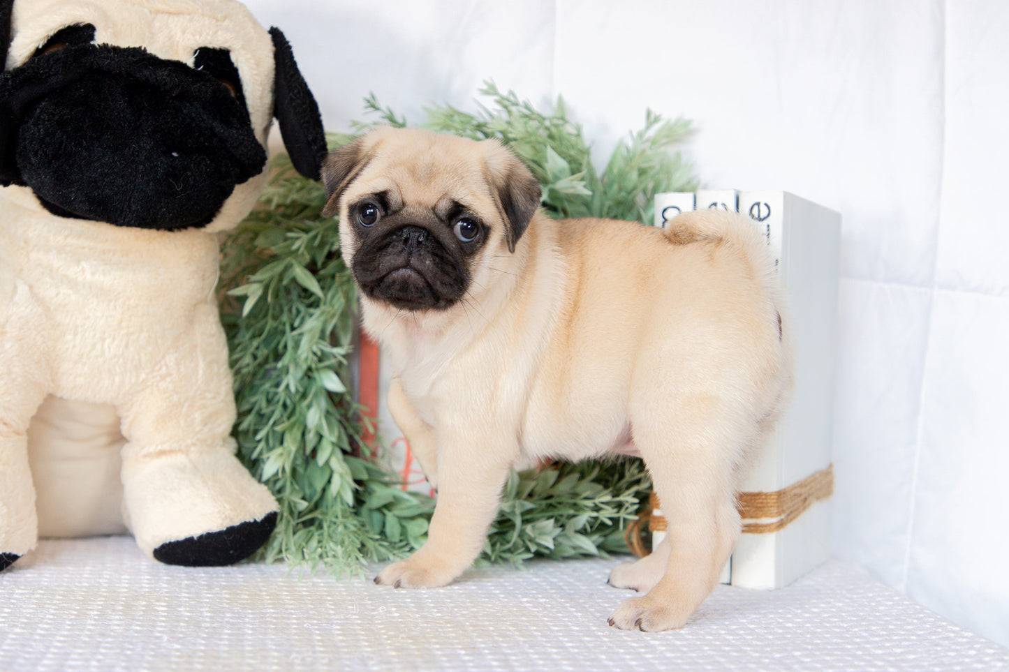 Pug Female (Keisha)