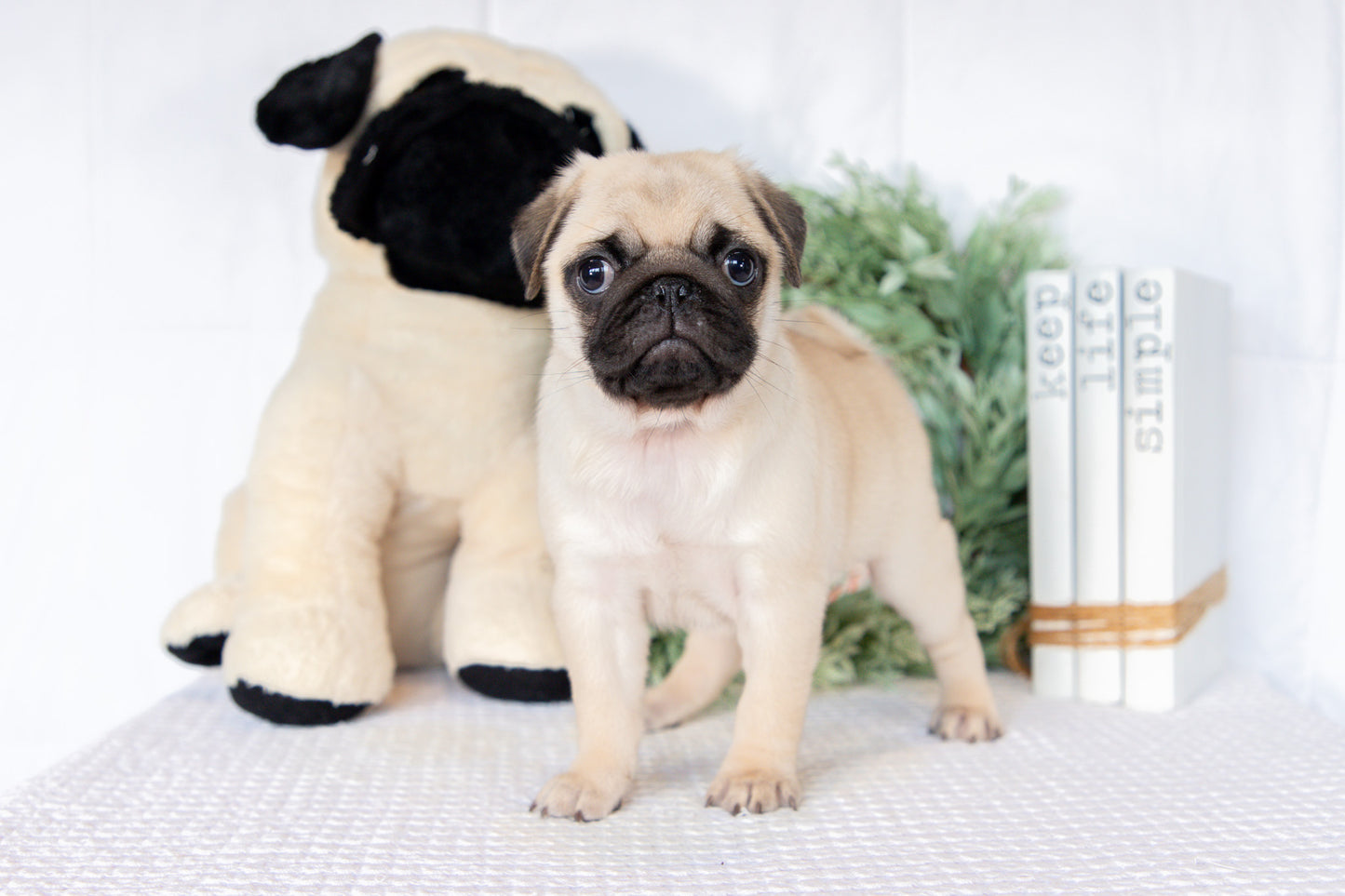Pug Female (Keisha)