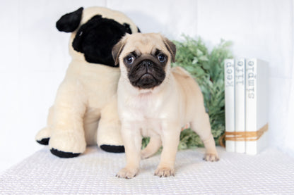 Pug Female (Keisha)