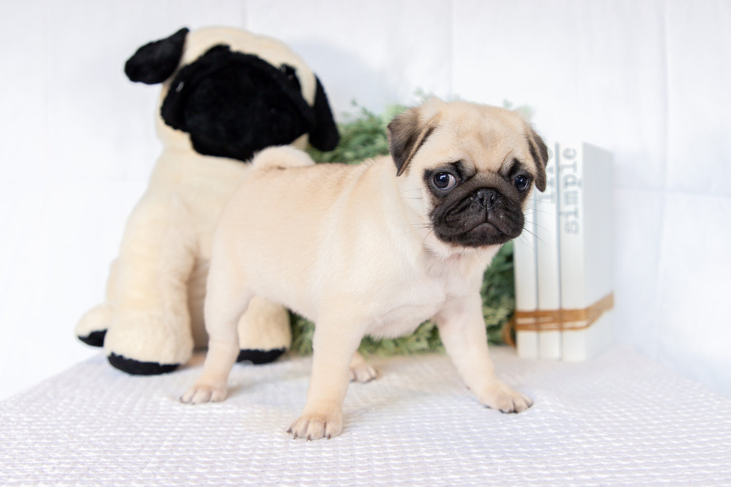 Pug Female (Keisha)