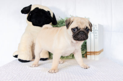 Pug Female (Keisha)