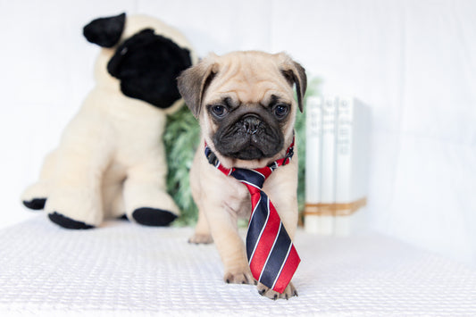 Pug Male (Ken)