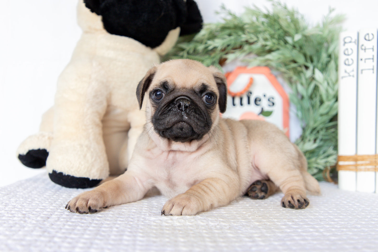Pug Male (Ken)
