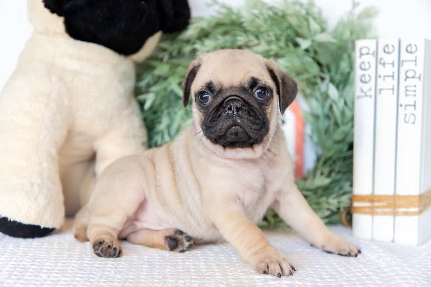 Pug Male (Ken)