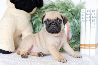 Pug Male (Ken)